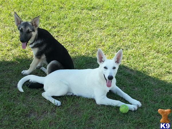 german shepherd puppy posted by Halo German Shepherds